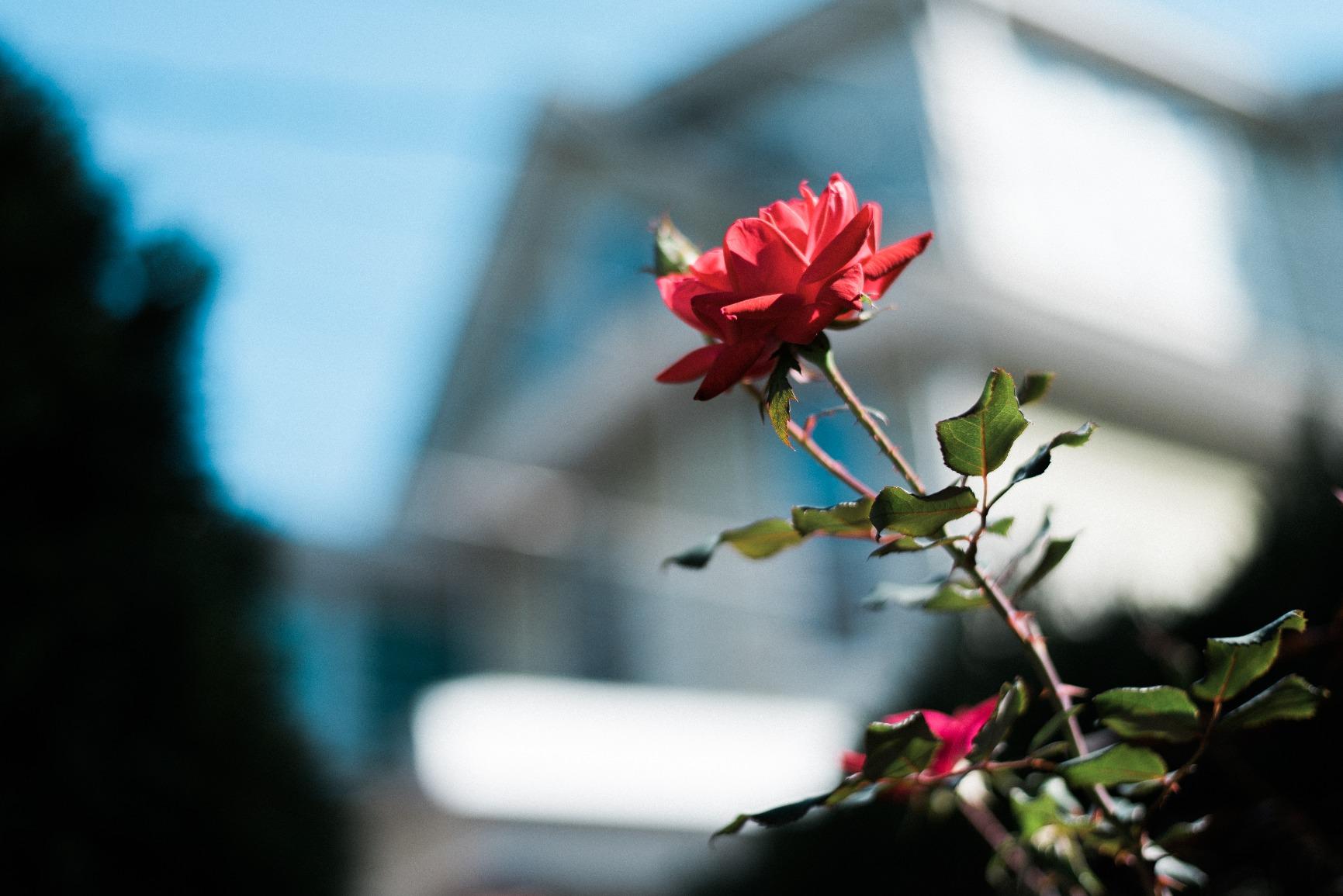 Nikon AF-S FX NIKKOR 50mm f/1.8G Lens customer photo 2