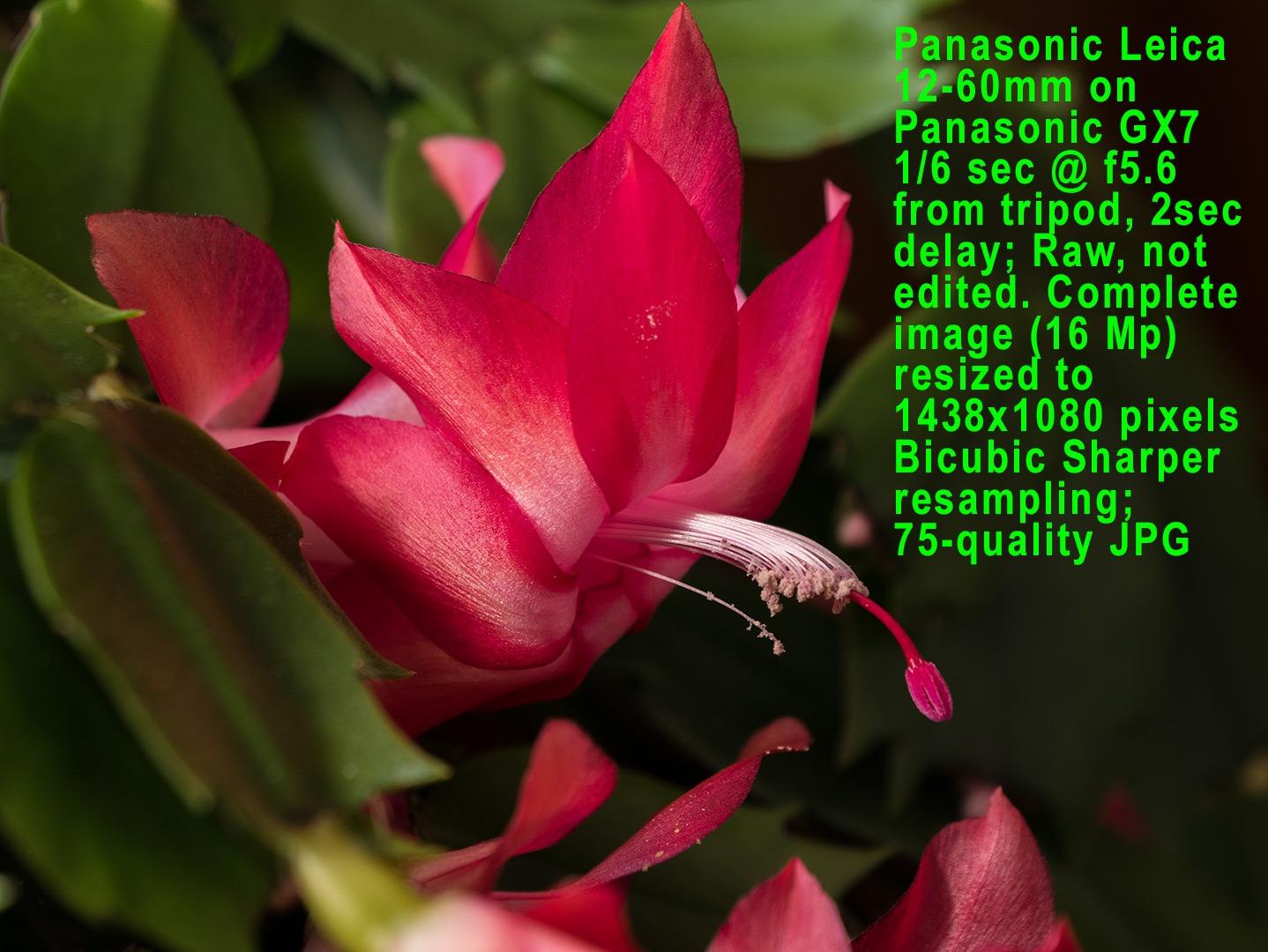 Panasonic LUMIX G Lens, 42.5MM, F1.7 ASPH., MIRRORLESS Micro Four Thirds, Power Optical I.S., H-HS043K (USA Black) | Micro Four Thirds 42.5mm, F/1.7, 0.31m Close Focus, 10 Elements/8 Groups customer photo 1