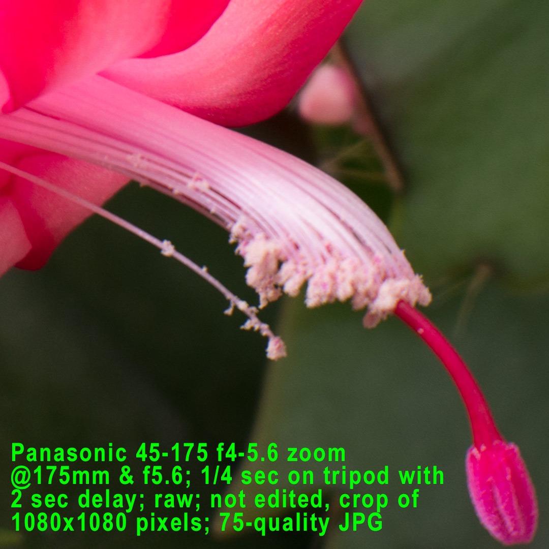 Panasonic LUMIX G Lens, 42.5MM, F1.7 ASPH., MIRRORLESS Micro Four Thirds, Power Optical I.S., H-HS043K (USA Black) | Micro Four Thirds 42.5mm, F/1.7, 0.31m Close Focus, 10 Elements/8 Groups customer photo 2