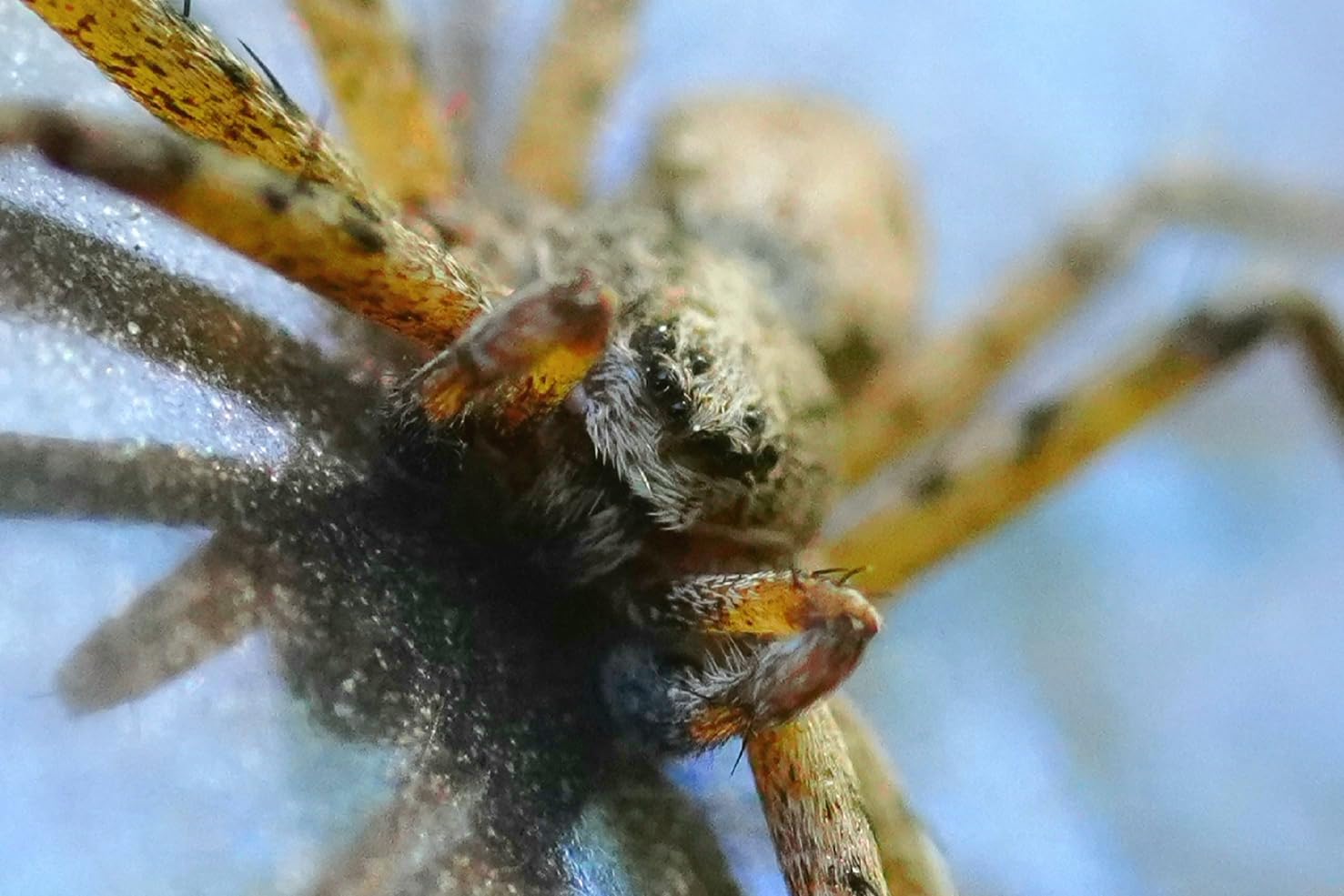 Sony FE 90mm F2.8 Macro G OSS Full-Frame Lens | Mirrorless Cameras customer photo 1