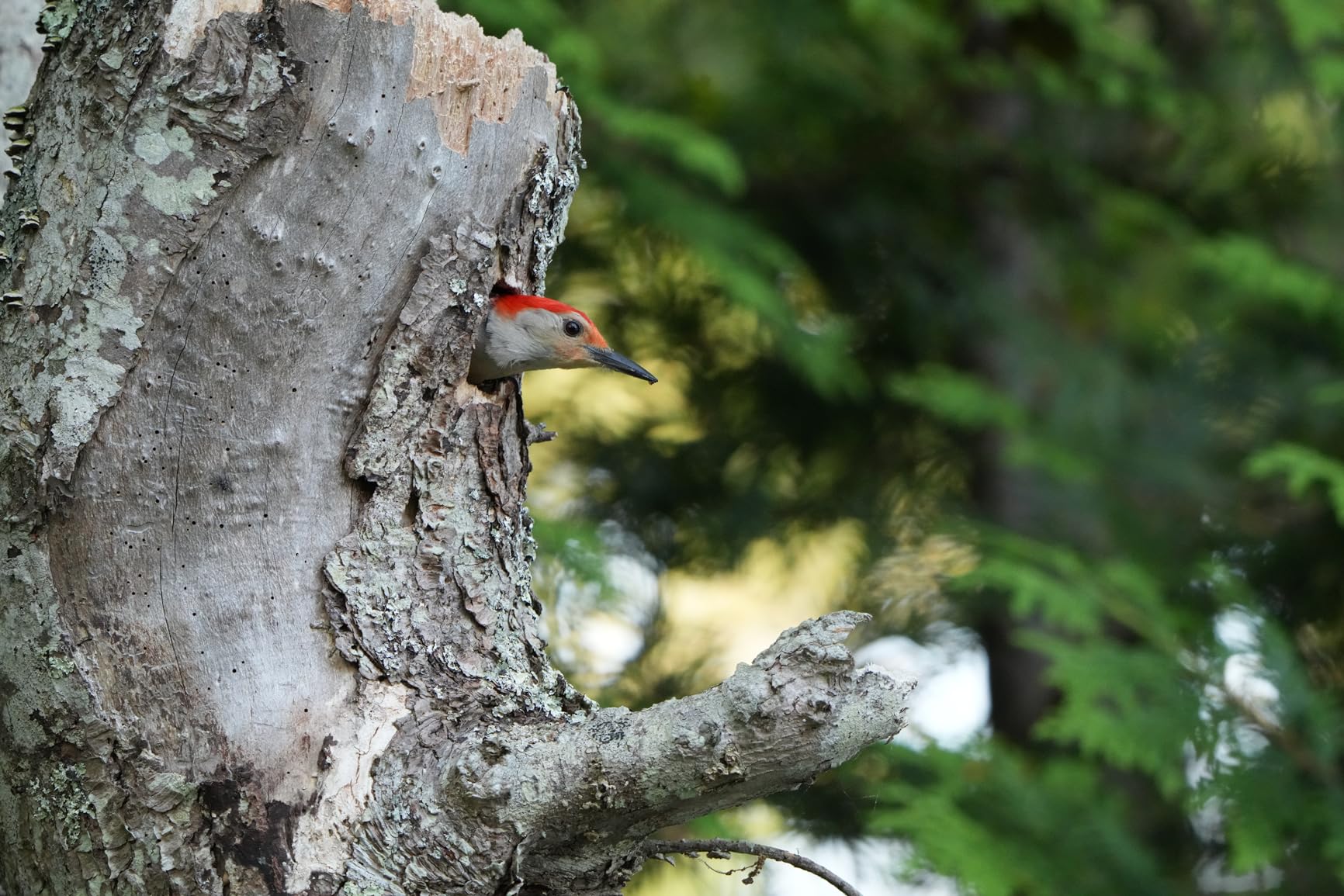 Sony FE 1.4x Teleconverter customer photo 1