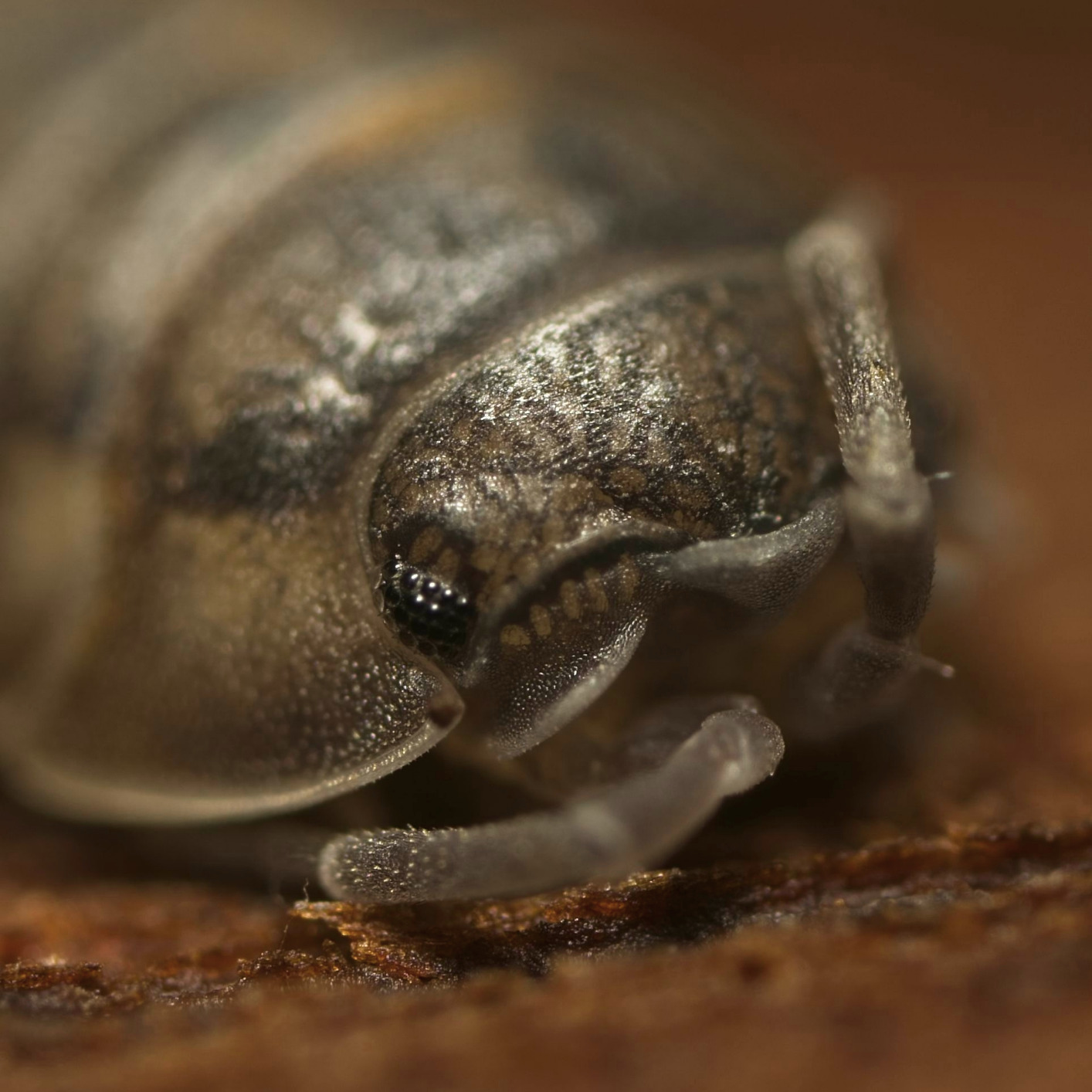 Venus Optics Laowa 25mm f/2.8 2.5-5X Ultra-Macro (Sony FE Mount) customer photo 2