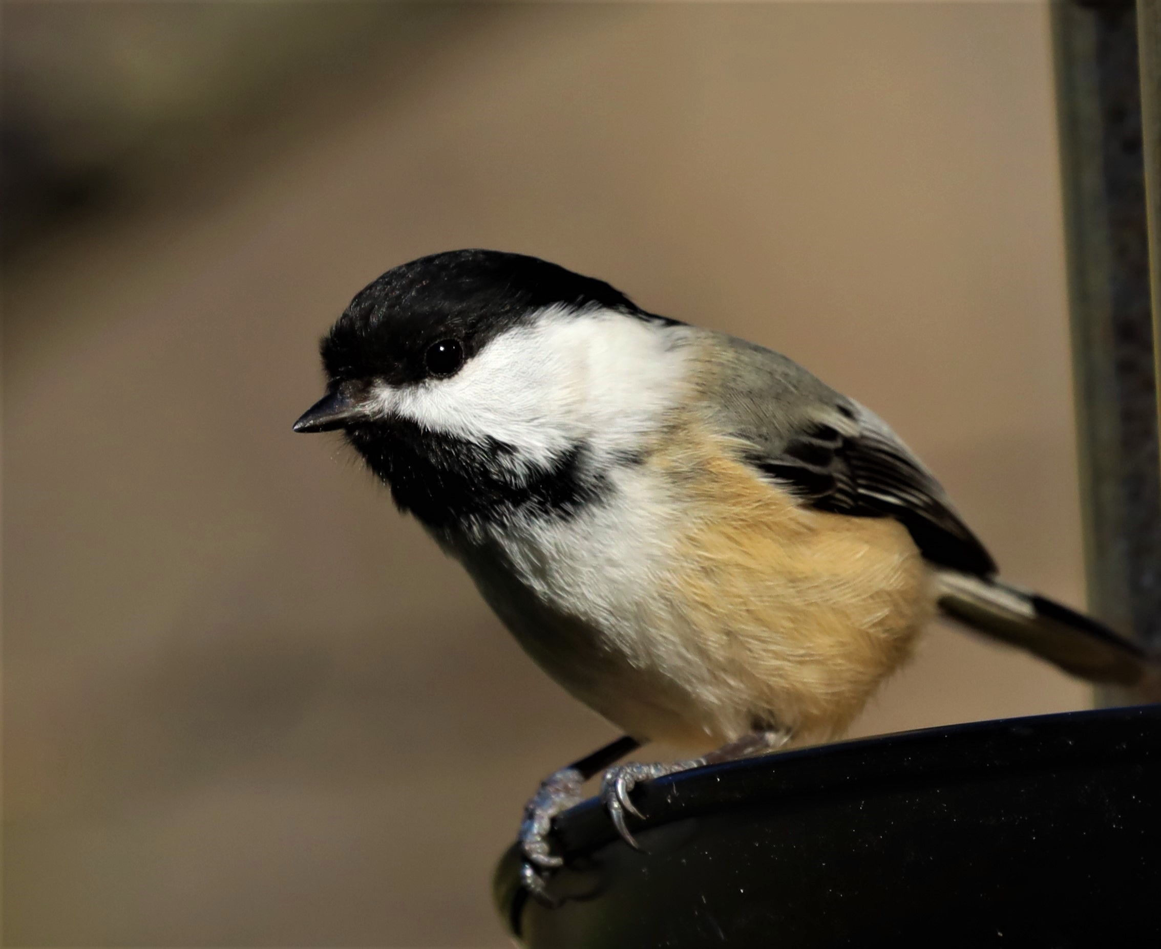 Canon RF 600mm F11 IS STM Super-Telephoto Prime Lens customer photo 2