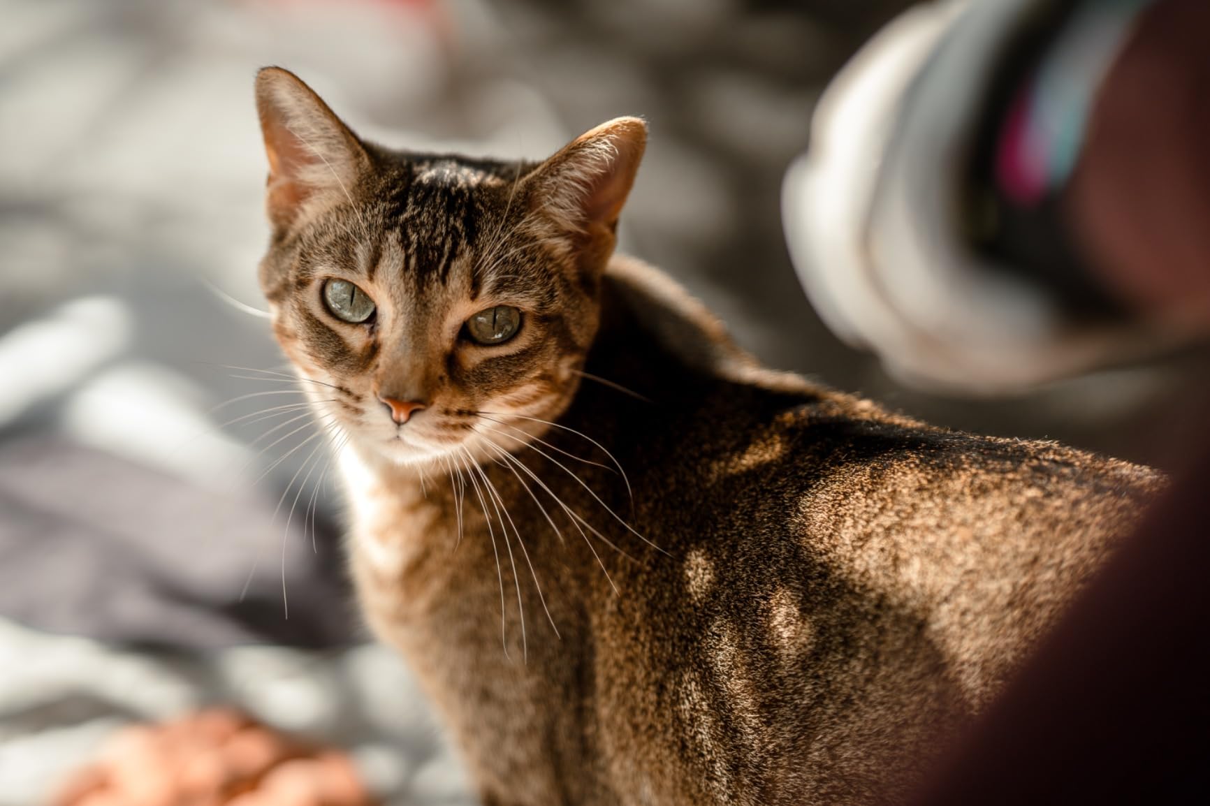Sigma 85mm F1.4 DG DN Sony E (322965), Black customer photo 2