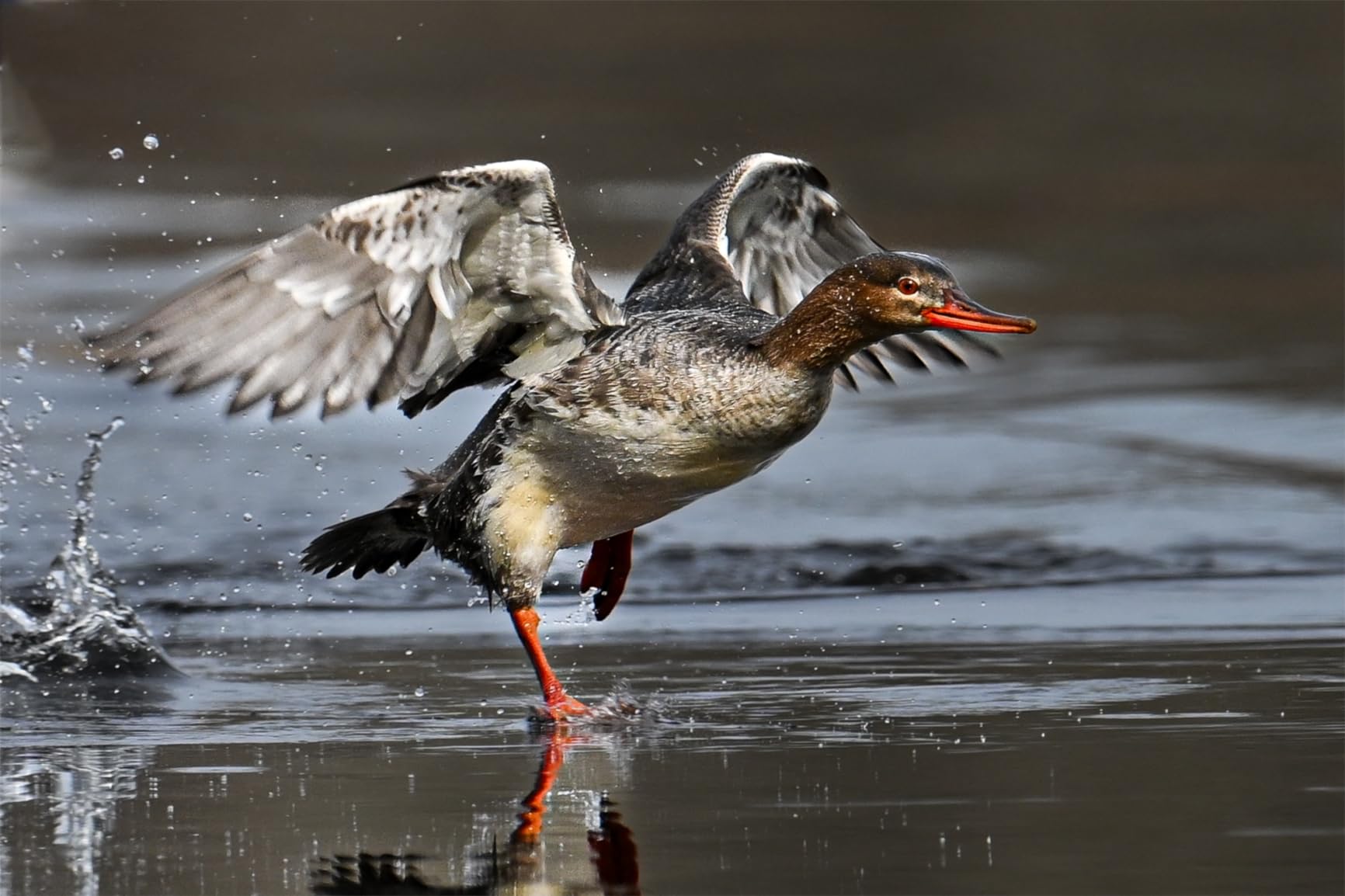 Nikon NIKKOR Z 400mm f/4.5 VR S Black | 400mm f/4.5 S-Line lens with 6-stop VR and STM motor for wildlife, sports and aircraft customer photo 1