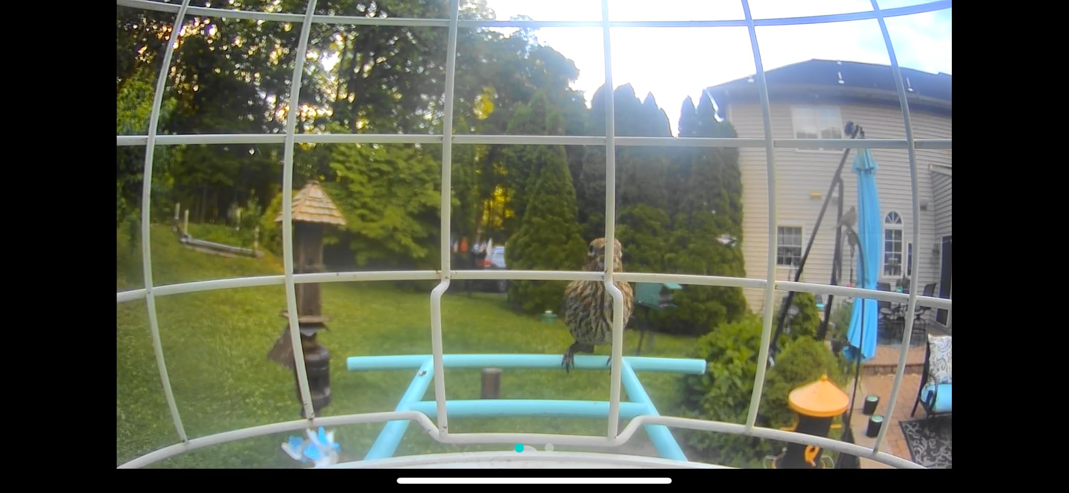 NETVUE by Birdfy Smart Bird Feeder with 2K AI Camera, Solar Powered, Auto Record & Notification, AI Bird ID, Free Cloud Storage, Share with 20+ Members, Work with Alexa customer photo 1
