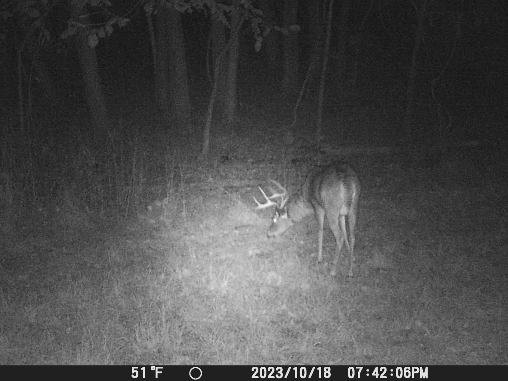 iZEEKER Trail Camera, HD Game Camera with 940nm No Glow Night Vision Motion Activated 0.2s Trigger Time, Hunting Camera No WiFi, IP66 Waterproof for Wildlife Monitoring Outdoor Security Deer Scouting customer photo 1