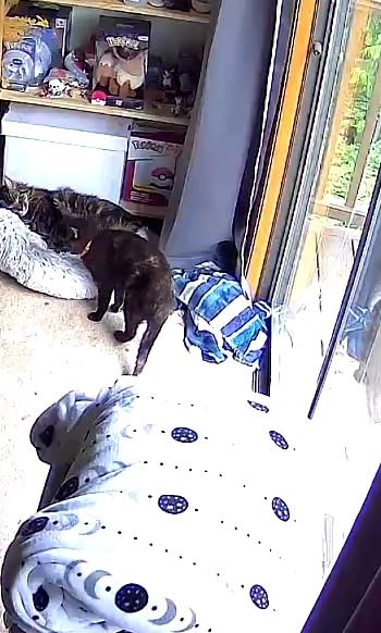 Petcube Bites 2 Lite Pet Camera [Subscription Required] Unlock with Paid Plan: Home Security & Pet Safety Alerts, Remote Treat Dispenser, 2-Way Audio, 1080p HD Video, Night Vision customer photo 1