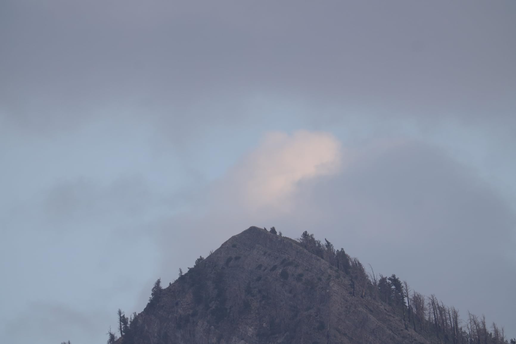 Canon RF 200-800mm F6.3-9 IS USM Super-Telephoto Zoom Lens customer photo 1