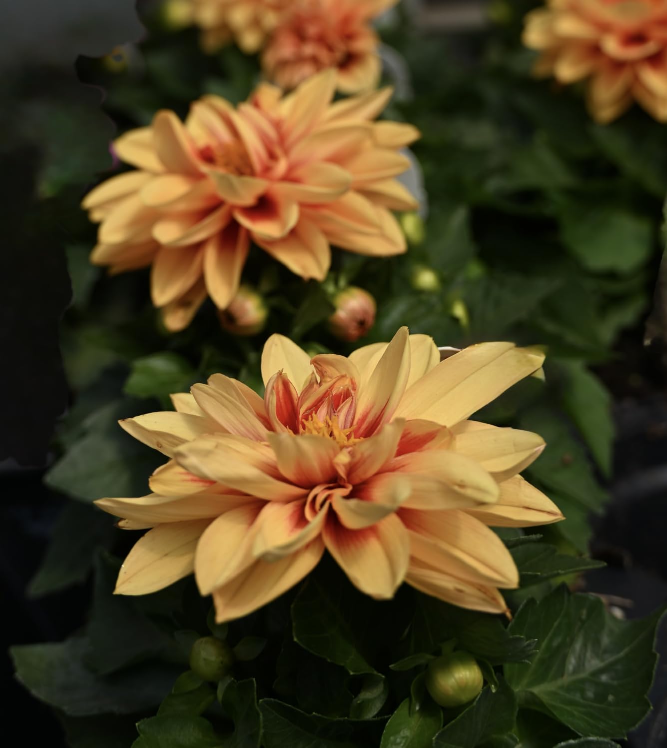 Nikon Z5 II Full-Frame Mirrorless Camera, 24.5MP, EXPEED 7, 5-Axis VR, USA Model customer photo 2