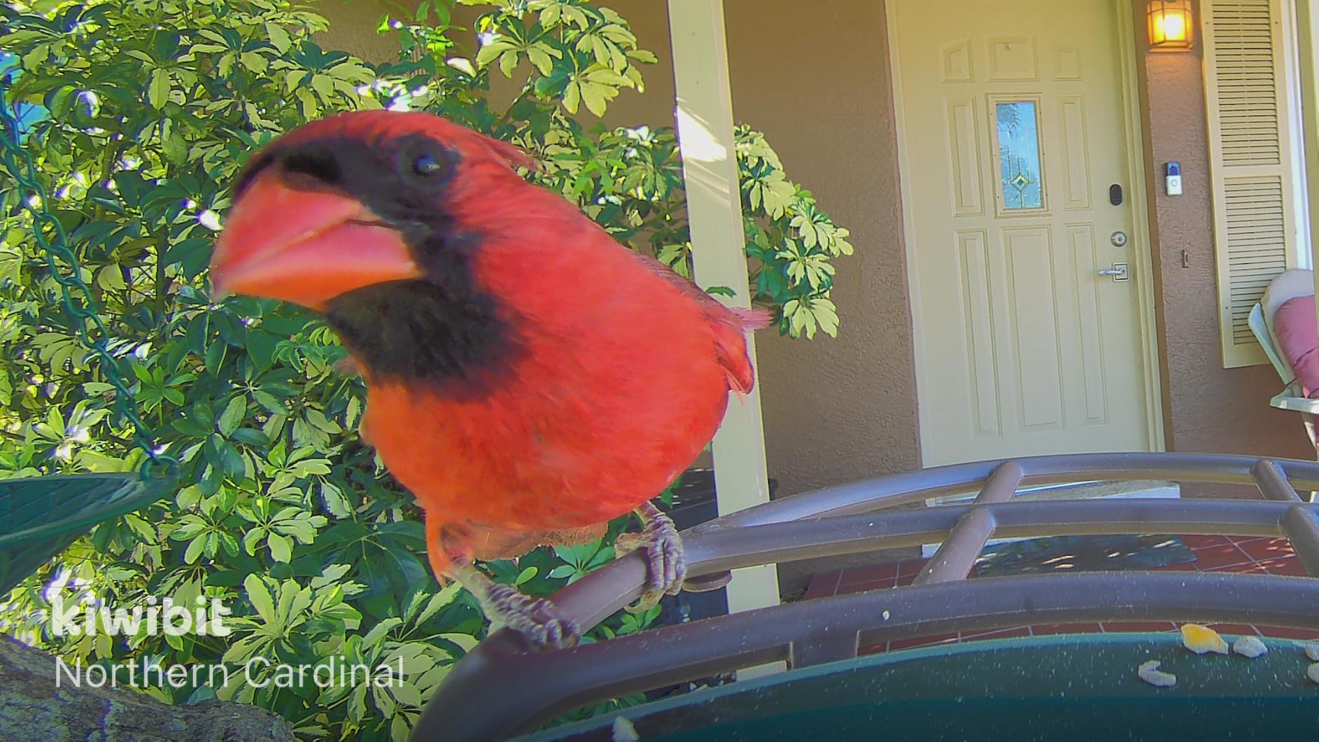 Kiwibit Solar Smart Bird Feeder with Camera, 4K HDR Live Video, AI Bird IDs, 4.4W Dual Solar Powered, 8MP Photos, Two-Way Audio customer photo 1