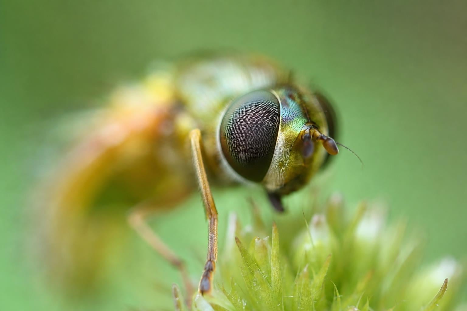 Why Do My Macro Photos Have Almost No Depth of Field?