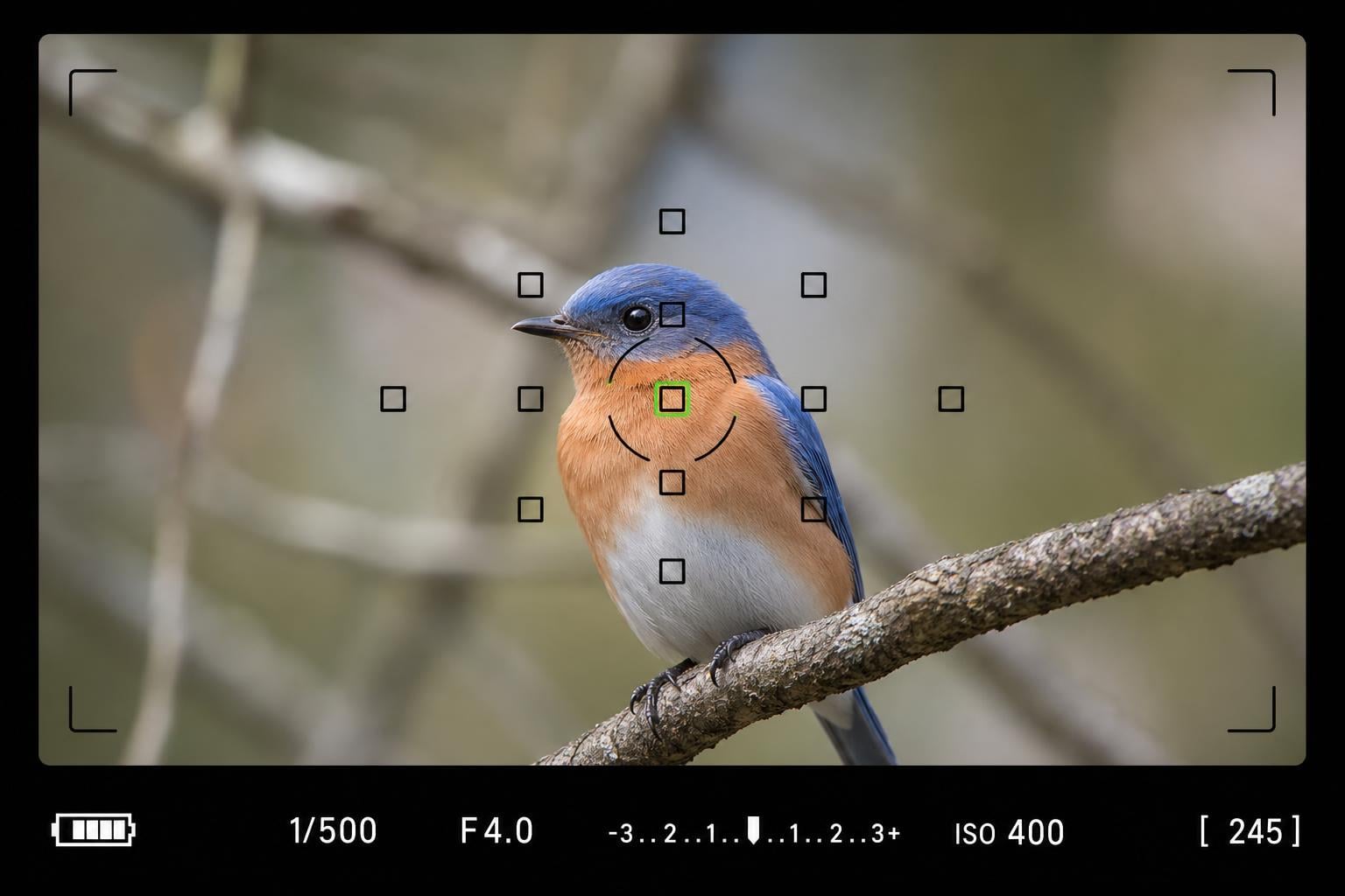 Why Does My Autofocus Grab the Background Instead of My Subject?