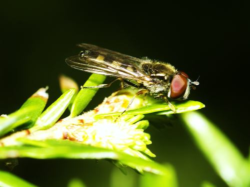 55mm f/2.8 Micro Nikkor Lens AIS IMP customer photo 1