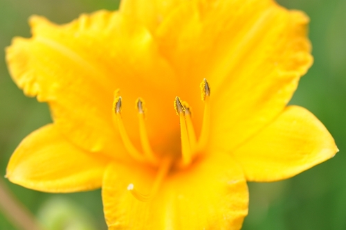 Tokina AF 100mm F/2.8 Macro at-X 100AF PRO D - Nikon customer photo 1