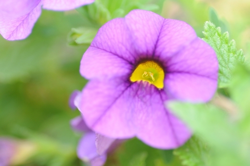 Tokina AF 100mm F/2.8 Macro at-X 100AF PRO D - Nikon customer photo 2