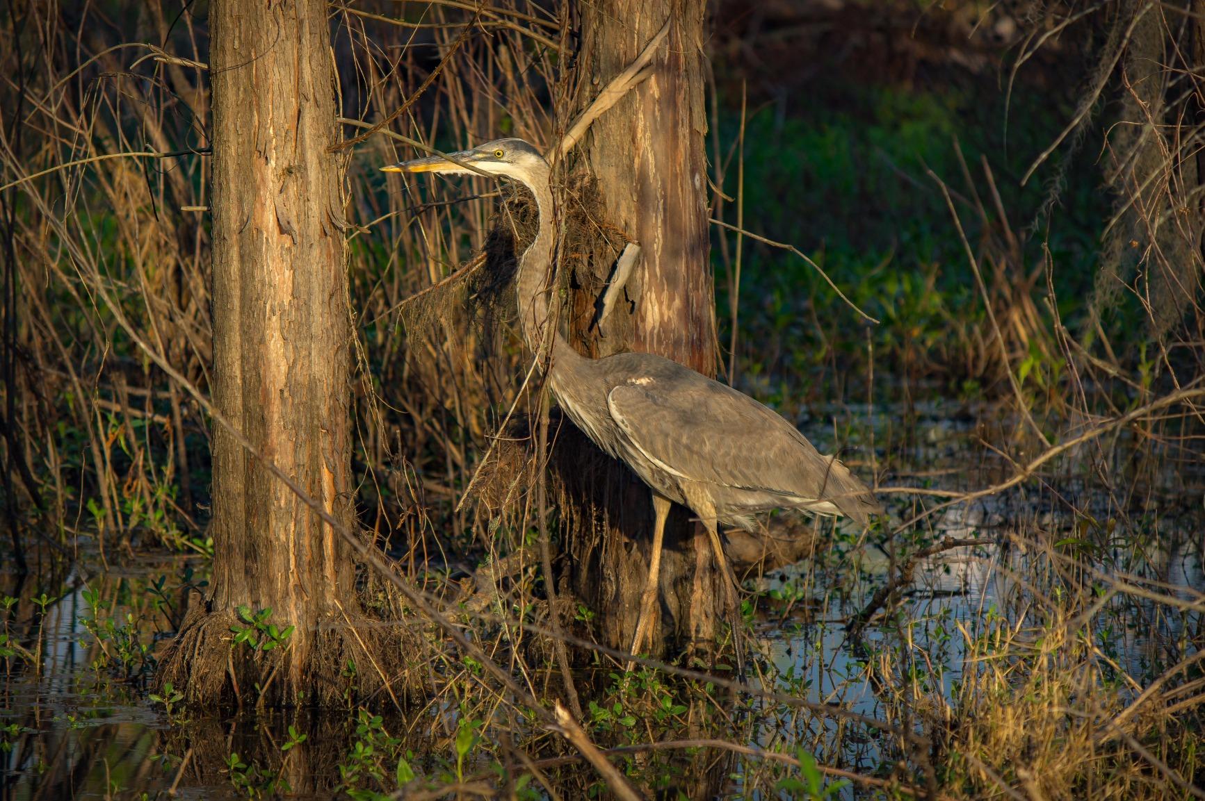 Canon EF-S 55-250mm f/4.0-5.6 IS II Telephoto Zoom Lens customer photo 2