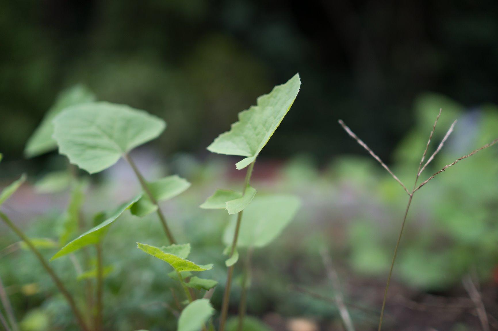 Sony Sonnar T E 24mm F1.8 ZA Lens (SEL24F18Z) customer photo 1