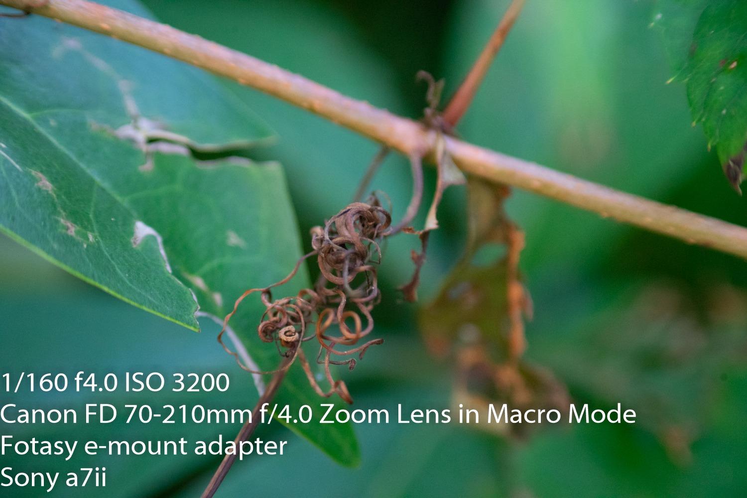 Canon FD 70-210mm f/4.0 Zoom Lens (Renewed) customer photo 2