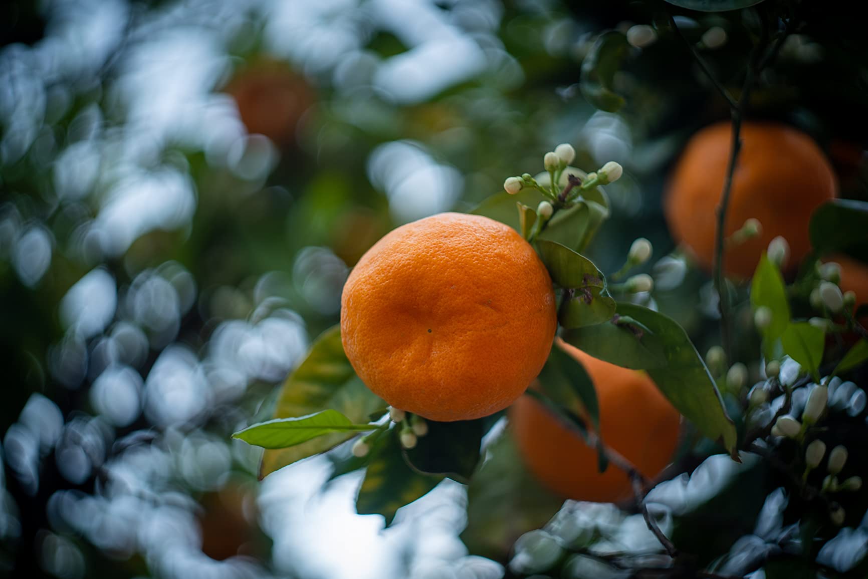Helios 44M-4 58mm F2 Russian Lens M42 Mount customer photo 2