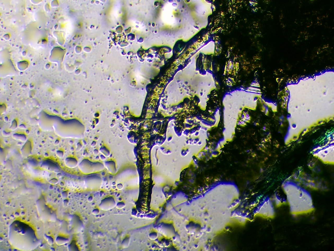 Celestron 5MP Digital Microscope Imager for High-Resolution Imaging | Convert Your Microscope to Digital, 5MP Imaging, Capture Photos & Video, Fits Most Microscopes, USB Powered, Great for Labs customer photo 2