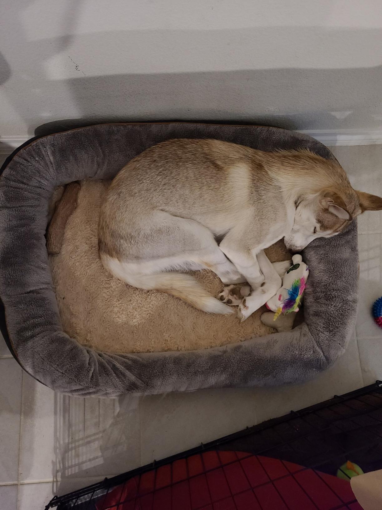 JOYELF Large Memory Foam Dog Bed, Orthopedic Dog Bed & Sofa with Removable Washable Cover and Squeaker Toy as Gift customer photo 1