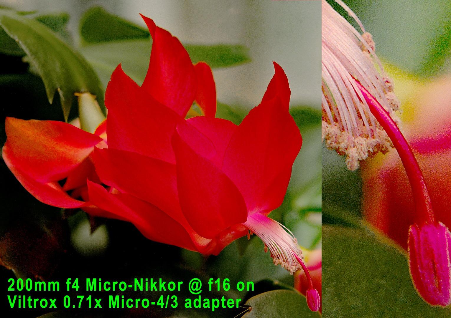 VILTROX NF-M43X 0.71x Speed Booster Lens Mount Adapter for Nikon F-Mount to M4/3 Camera, Manual Focus customer photo 1