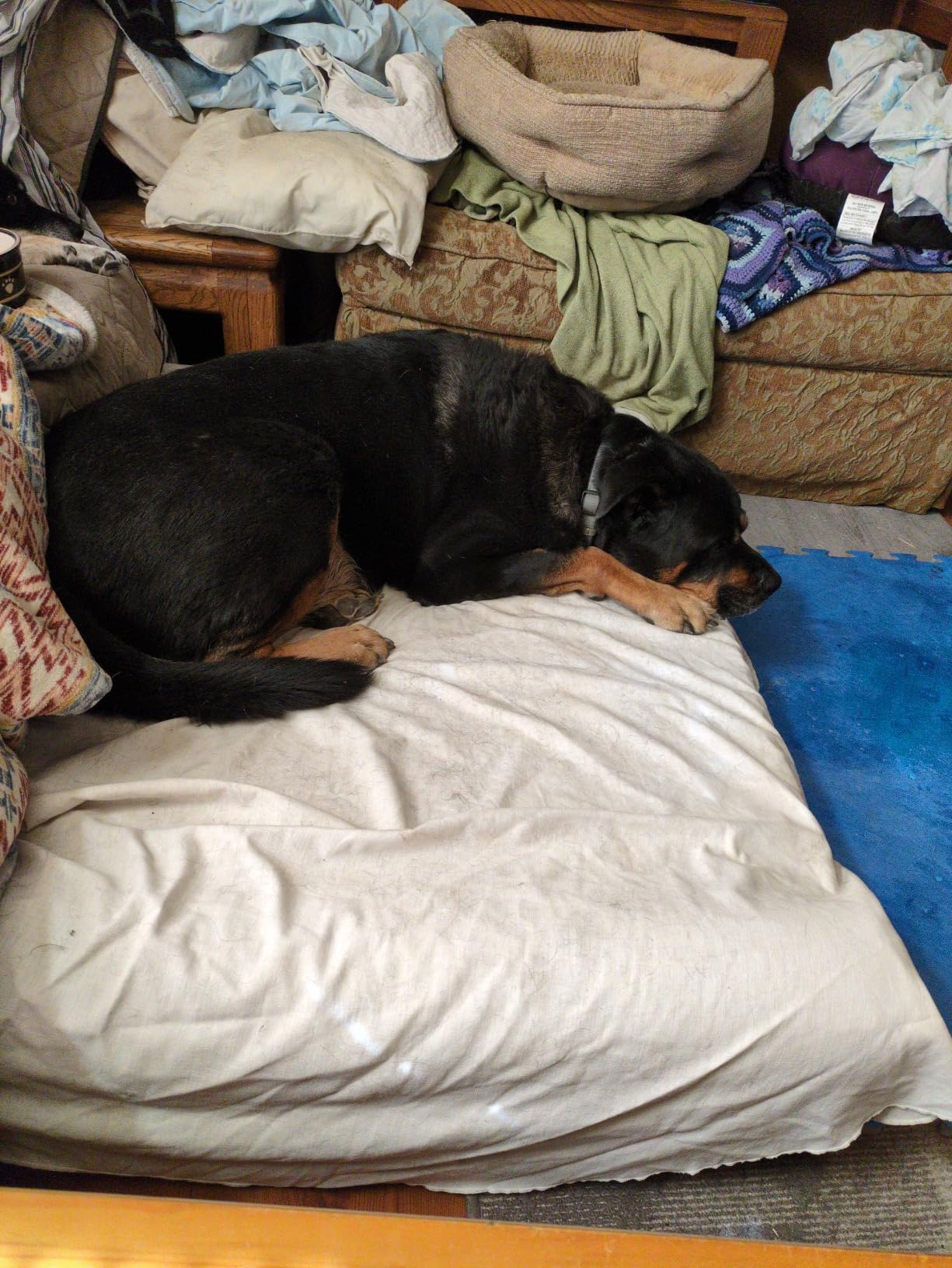 Laifug Orthopedic Dog Bed, Slate Grey 50''x36''x10'', Memory Foam customer photo 1