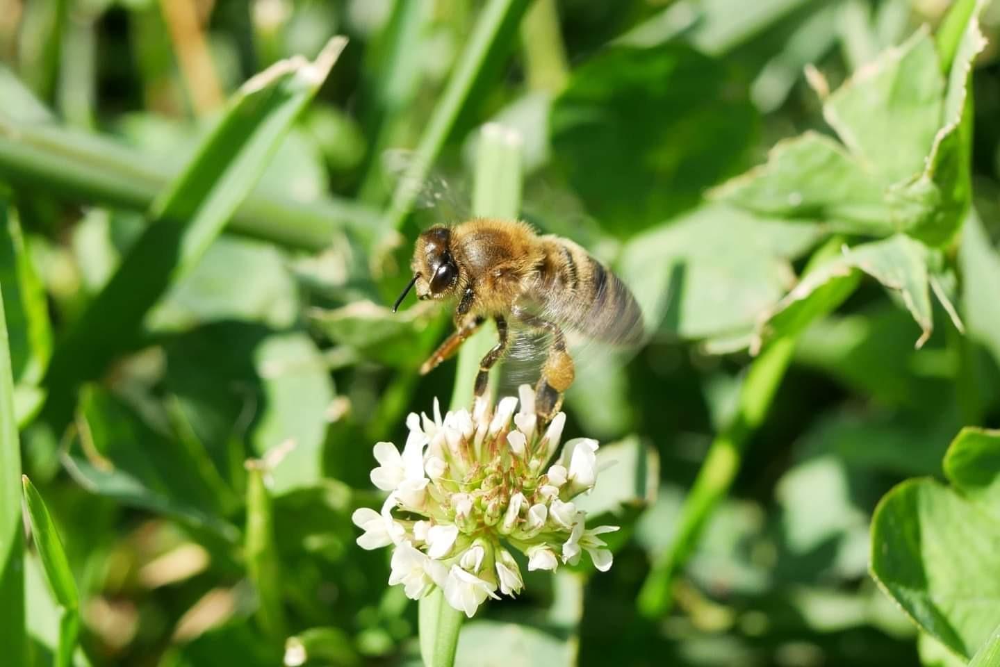HOYA 67mm NXT Plus UV Filter Schott B270 Glass HMC Multi-Coated Waterproof | 98% Light Transmission, 10-Layer AR Coatings, Low-Profile Aluminum Frame, Stackable Front Threads, Wide-Angle Ready customer photo 1