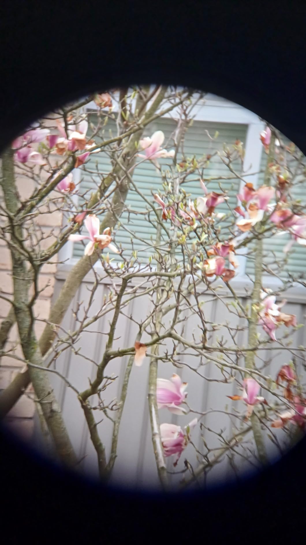 SVBONY 3X Barlow Lens, Fully-Multi Coated Achromatic, 1.25