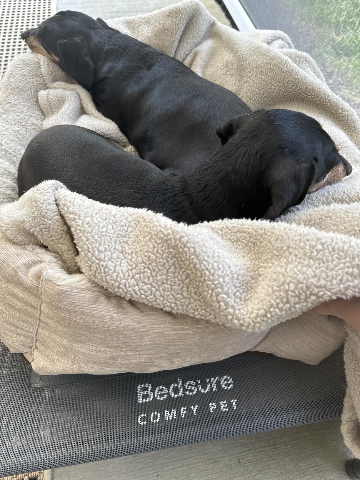 Bedsure Outdoor Elevated Cooling Dog Bed Large Sized Dog, 49in Grey customer photo 1