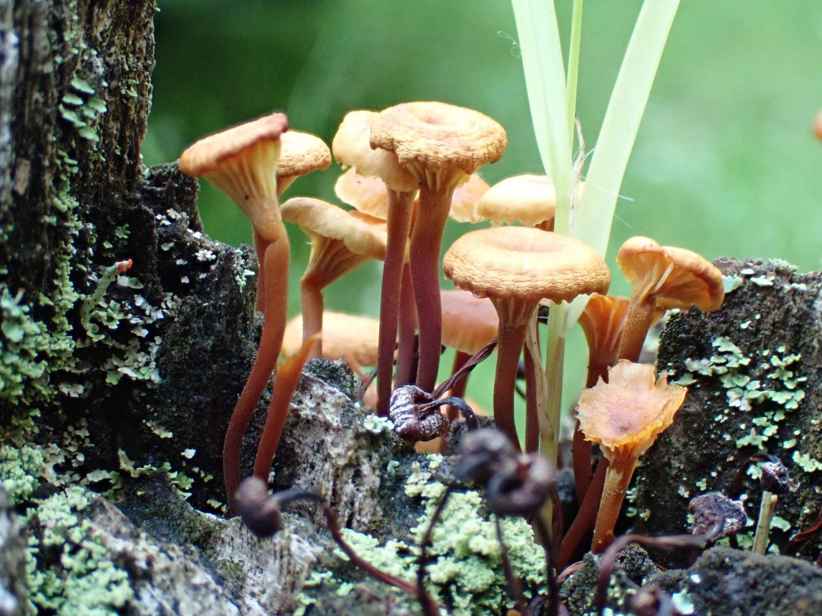OM SYSTEM Olympus TG-6 Red Underwater Camera, Waterproof, Freeze Proof, High Resolution Bright, 4K Video 44x Macro Shooting customer photo 1