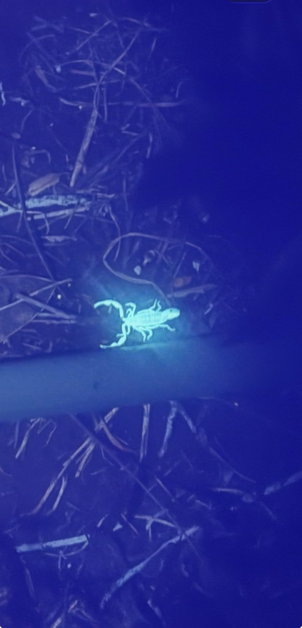 LUMENSHOOTER S3 365nm UV Flashlight with 3 LEDs | Powerful Blacklight, Pet Urine Detection, Resin Curing, Rocks, Scorpion customer photo 2
