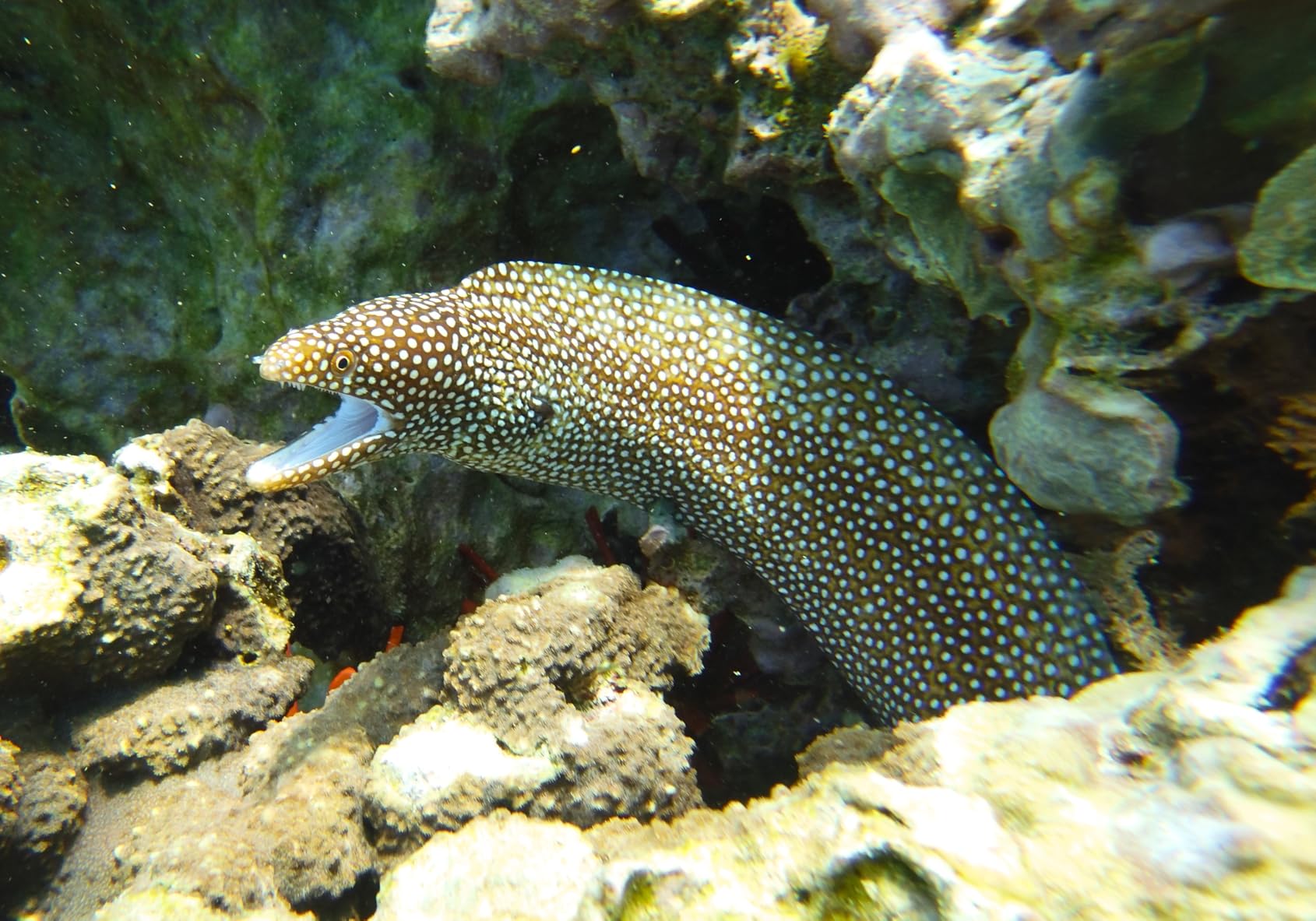 SeaLife Close Up Anti-Reflective Lens for Micro Series & RM-4K Cameras (SL572) - Underwater Wet Mount Photography customer photo 1