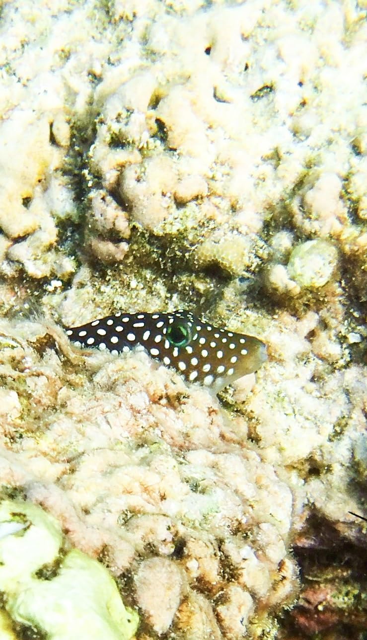 SeaLife Close Up Anti-Reflective Lens for Micro Series & RM-4K Cameras (SL572) - Underwater Wet Mount Photography customer photo 2