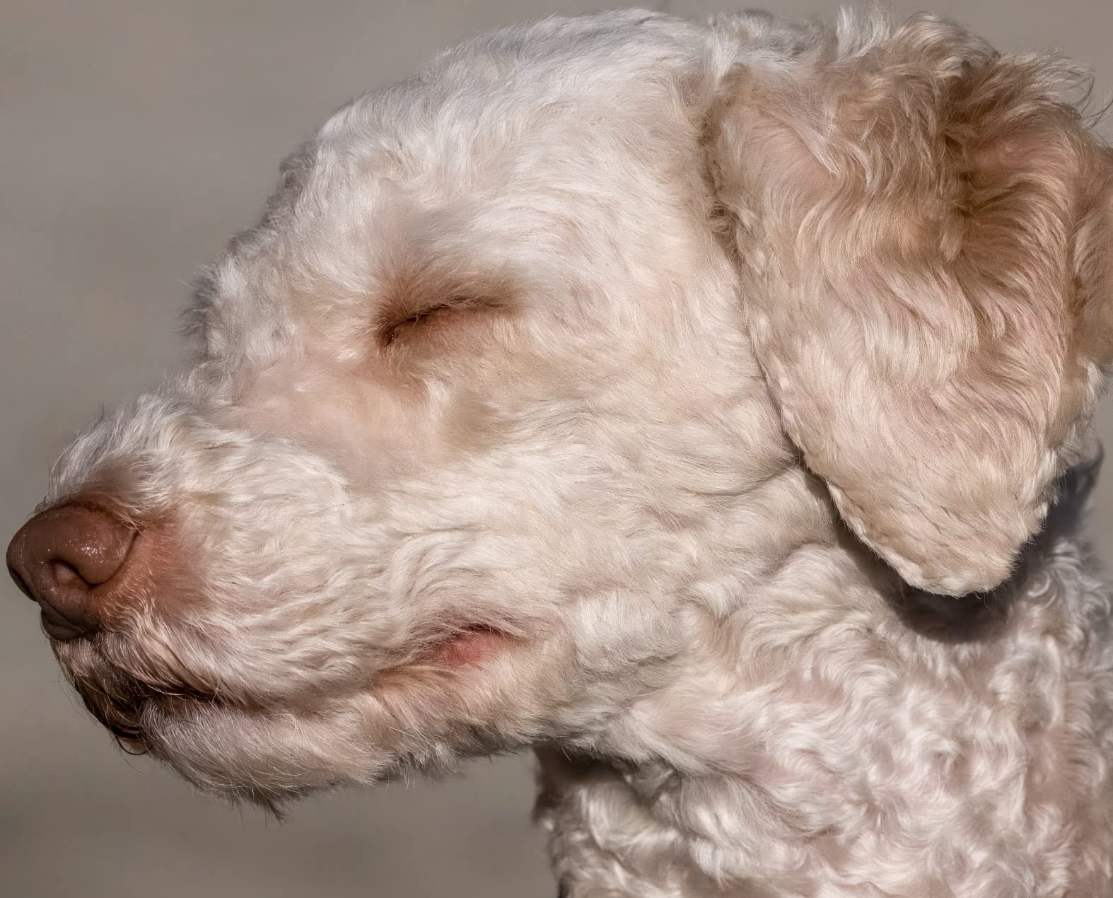 Nikon Z Teleconverter TC2.0X customer photo 2