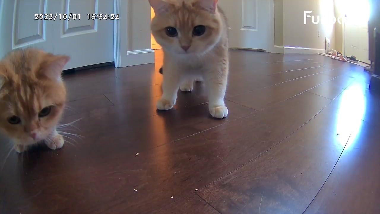 Furbo 360° Cat Camera [No Monthly Fee], 360° Rotating Live View, Meowing Alerts, Treat Toss, 2-Way Audio, Night Vision, Smart Home Kitten Monitoring, No AI Alerts customer photo 1