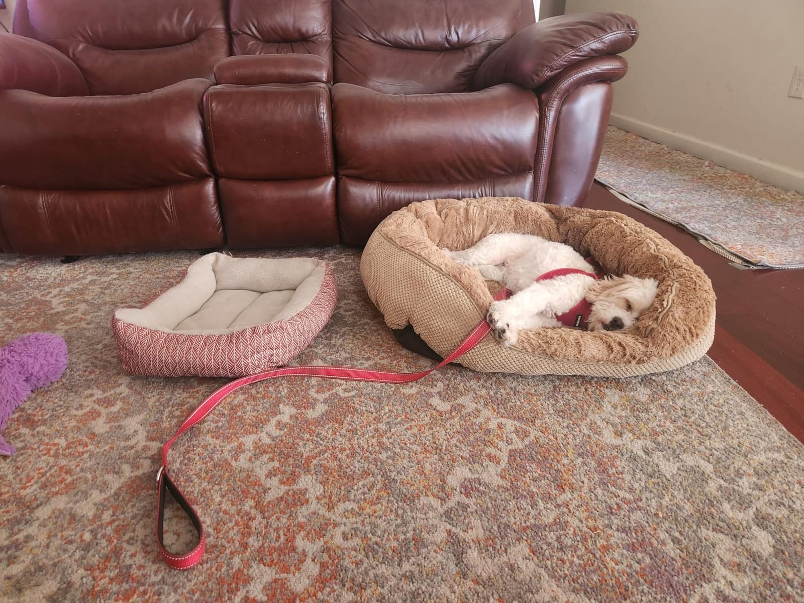INVENHO Medium Dog Beds for Medium Dogs Washable, Rectangle Dog Bed Medium Size Dog, Orthopedic Dog Bed, Warming Soft Calming Sleeping Puppy Bed Durable Pet Bed with Anti-Slip Bottom M(30