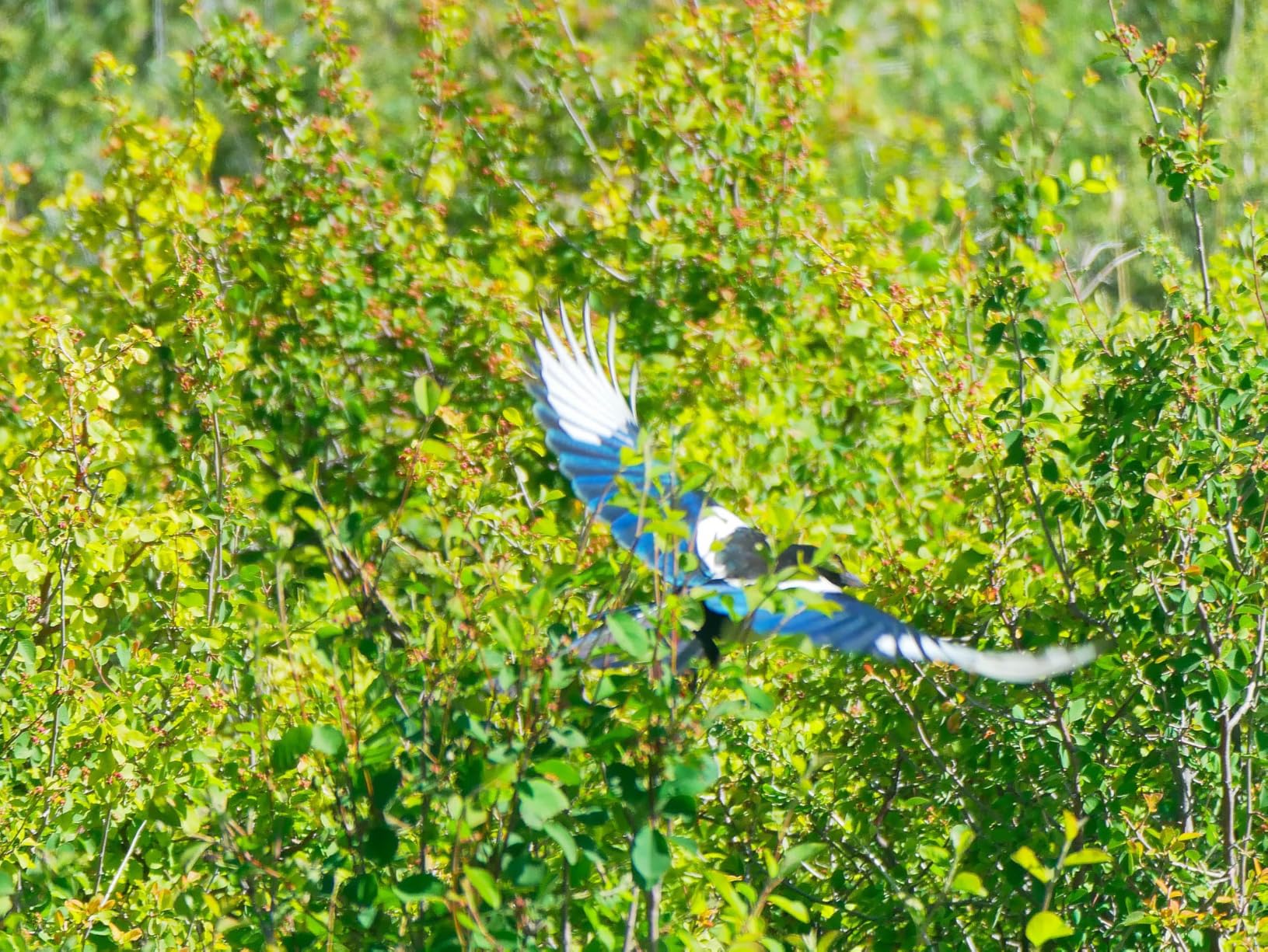 Panasonic LUMIX Micro Four Thirds Camera Lens, Leica DG Vario-Elmar 100-400mm, F4.0-6.3 II ASPH., Power O.I.S. - H-RSA100400 customer photo 1