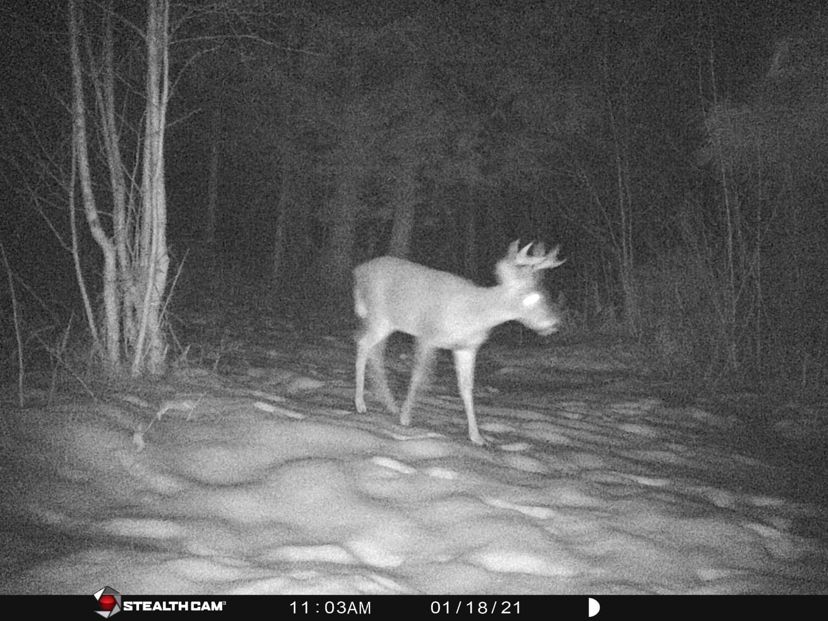 WOSODA Mini Trail Camera 4 Pack 30MP 1080P HD, Game Cam with SD Card, Waterproof Tiny Deer Camera Night Vision Motion Activated with Fast Trigger Time for Outdoor Wildlife Monitoring customer photo 2