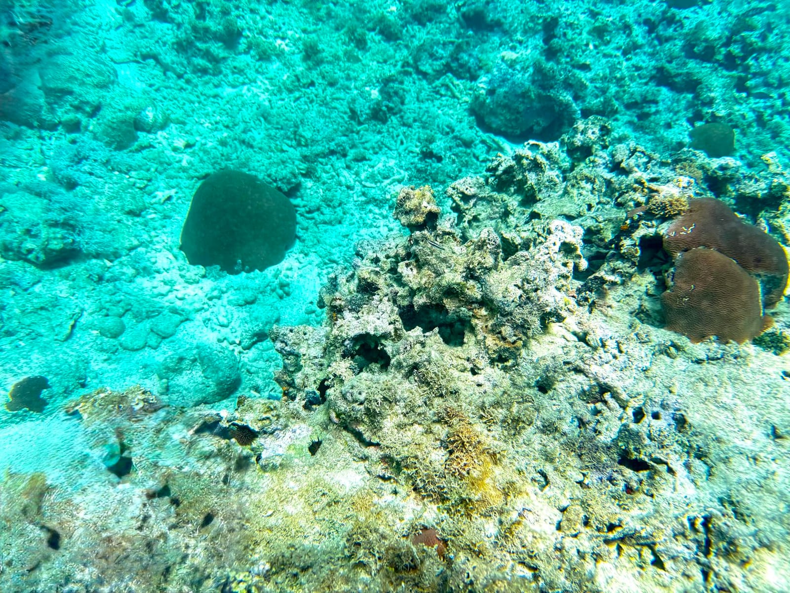 2026Underwater Snorkeling Diving Phone Case for iPhone 16/15/14/13/12/ Pro Max Galaxy S24/S23/S22.[50ft/15m] Professional Scuba Dive Waterproof Case Underwater Photo Video Cover Orange customer photo 1