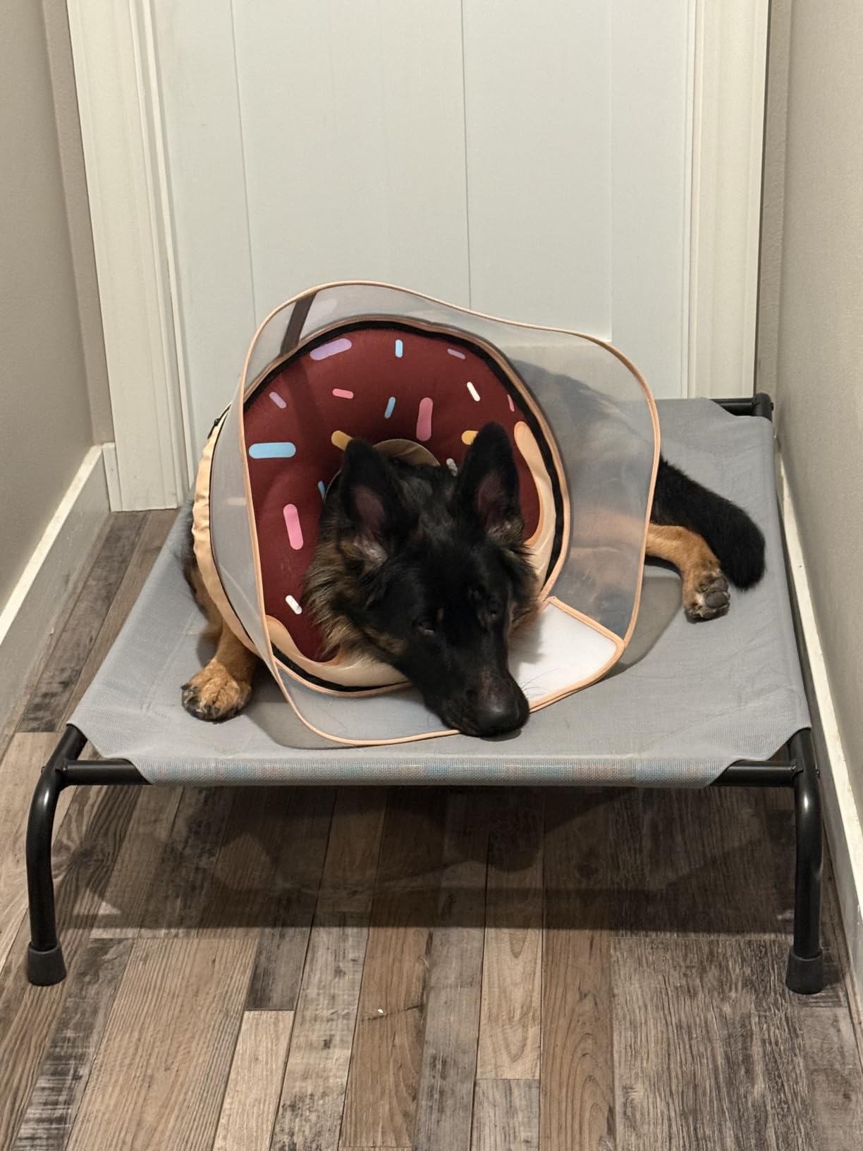 Simple Trending Raised Dog Bed for Large Dogs, Waterproof XL Dog Cot, Grey customer photo 2