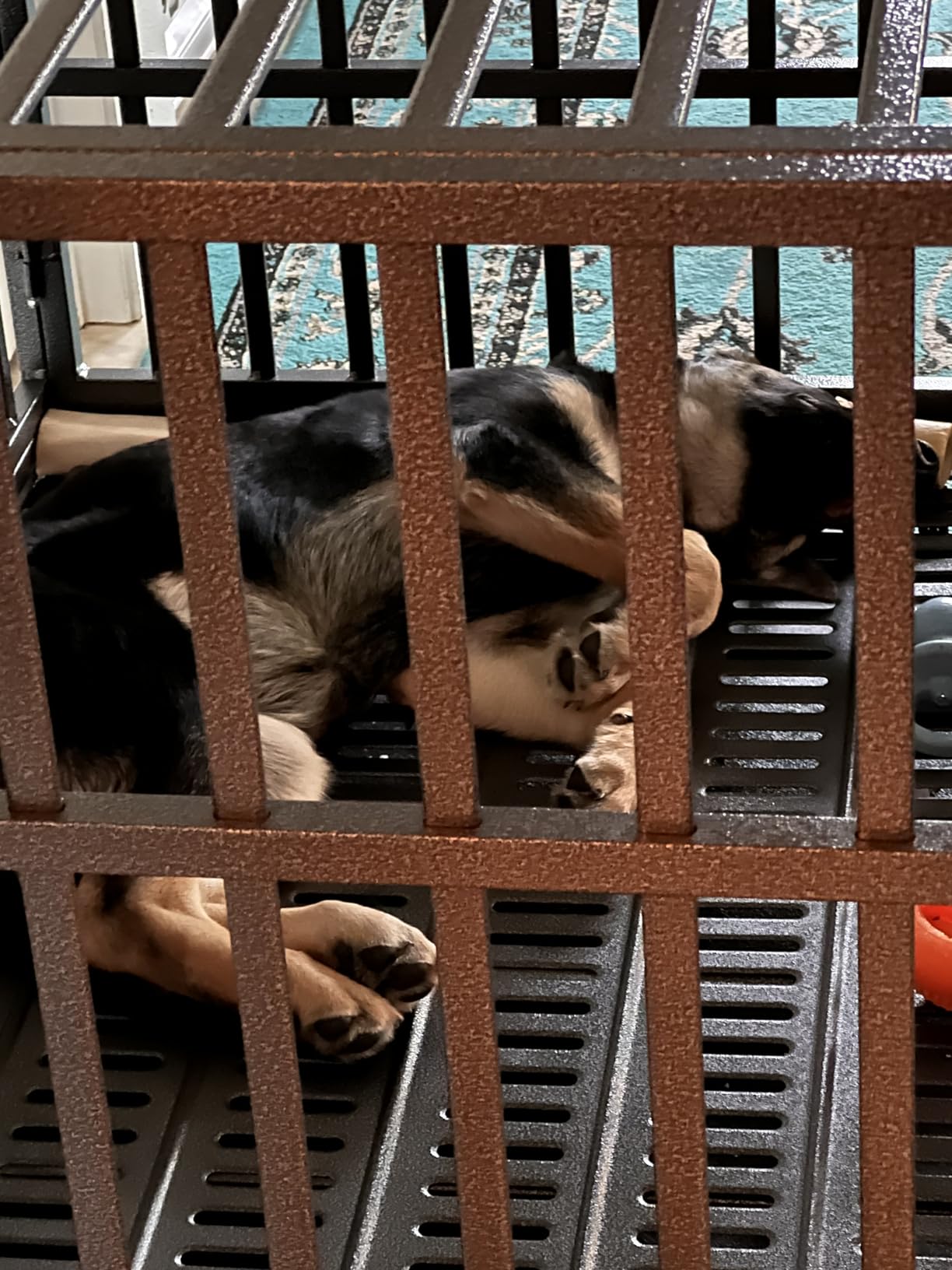 Oranland 48 Inch Heavy Duty Dog Crate,Upgraded Reinforced Baseplate customer photo 1