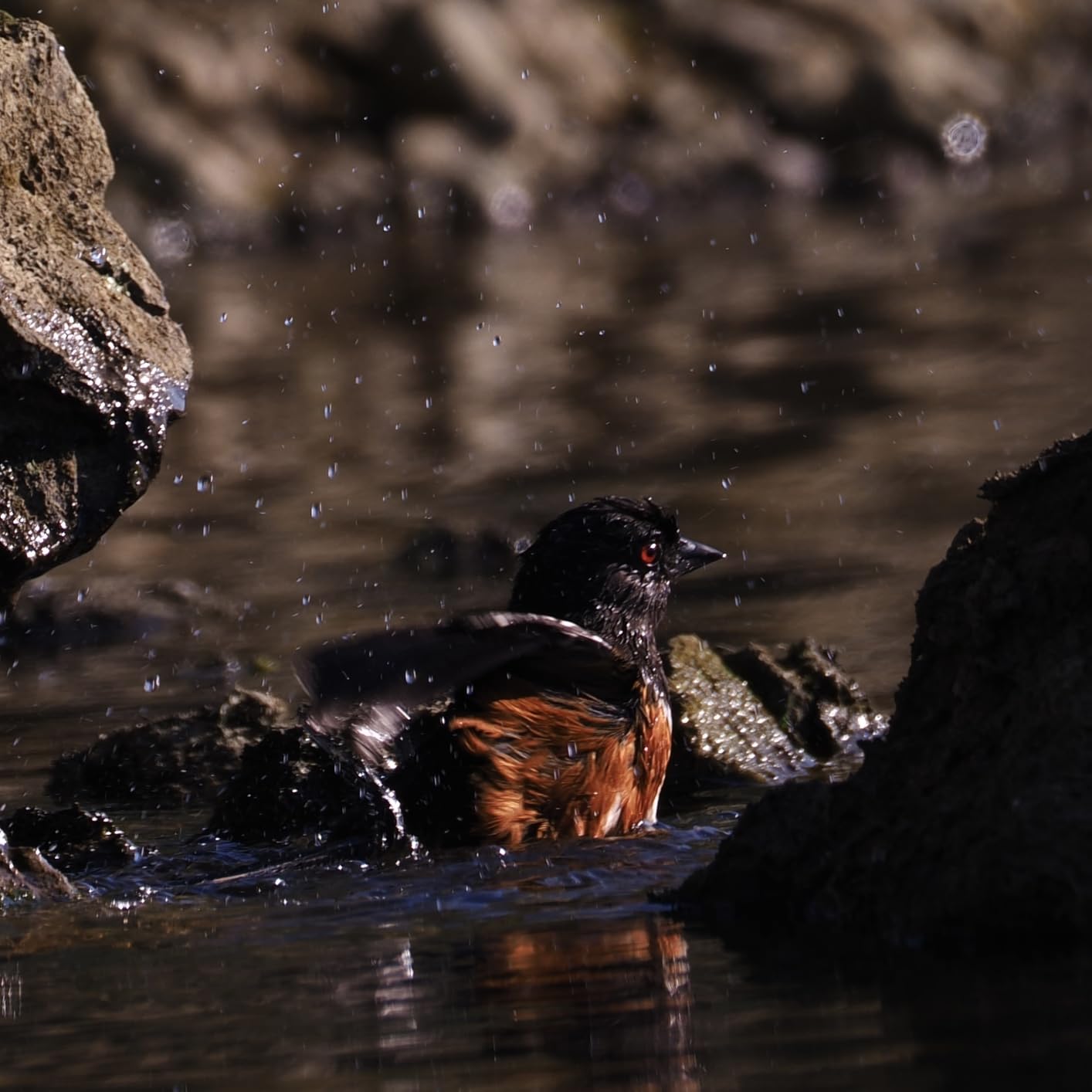 M.Zuiko ED 100-400mm F5.0-6.3 IS II Tripod Mount Design Lens | 5-Axis Sync-IS (Micro Four Thirds) customer photo 1