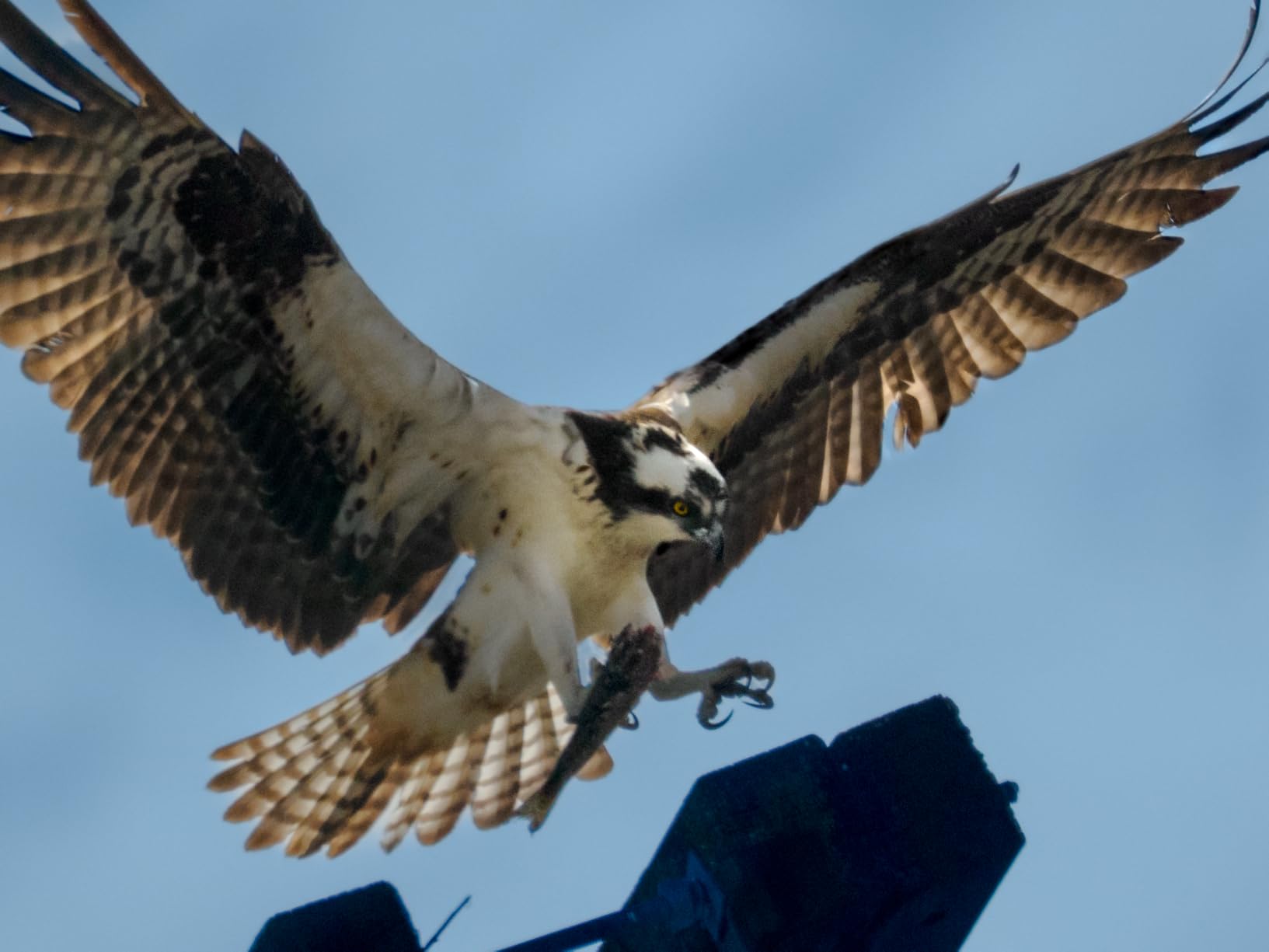 M.Zuiko ED 100-400mm F5.0-6.3 IS II Tripod Mount Design Lens | 5-Axis Sync-IS (Micro Four Thirds) customer photo 2