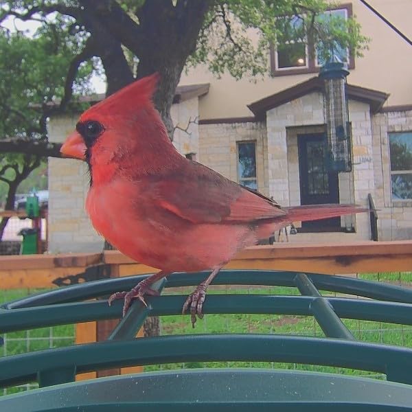 Kiwibit Smart Bird Feeder with 4K AI Camera Solar Powered, 8MP Photos customer photo 1