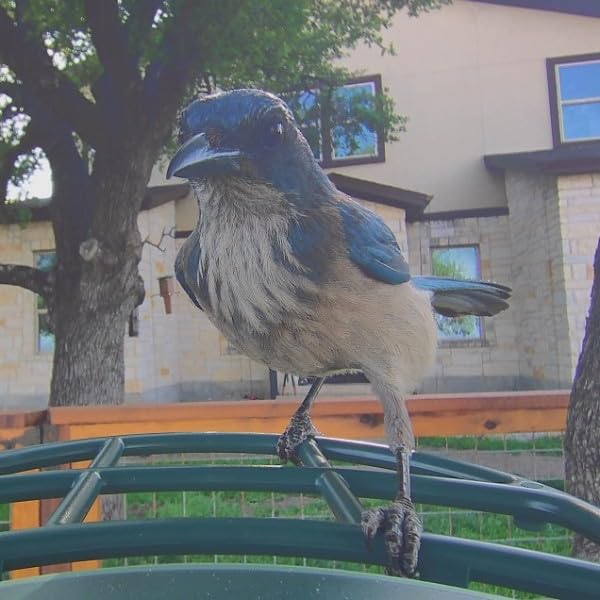 Kiwibit Smart Bird Feeder with 4K AI Camera Solar Powered, 8MP Photos customer photo 2