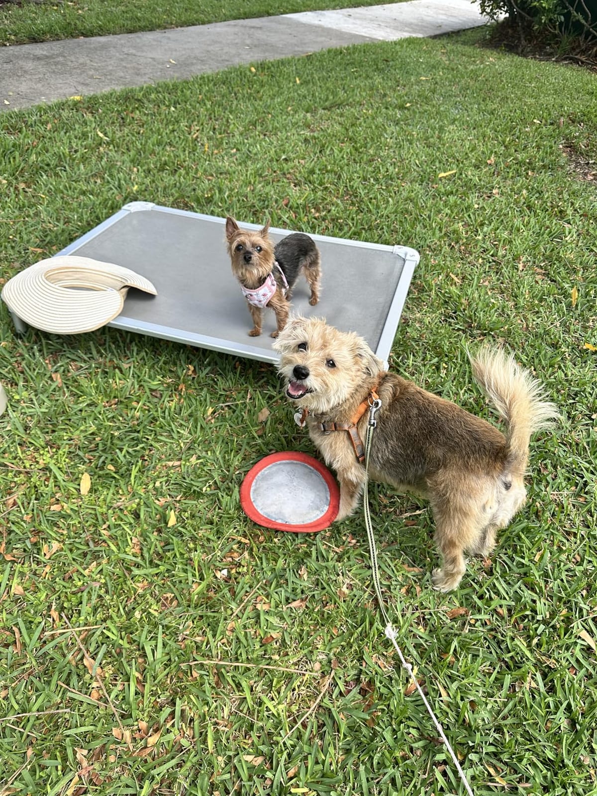 Veehoo Chew Proof Elevated Dog Bed, Cooling Raised Pet Cot, Silver Aluminum customer photo 1