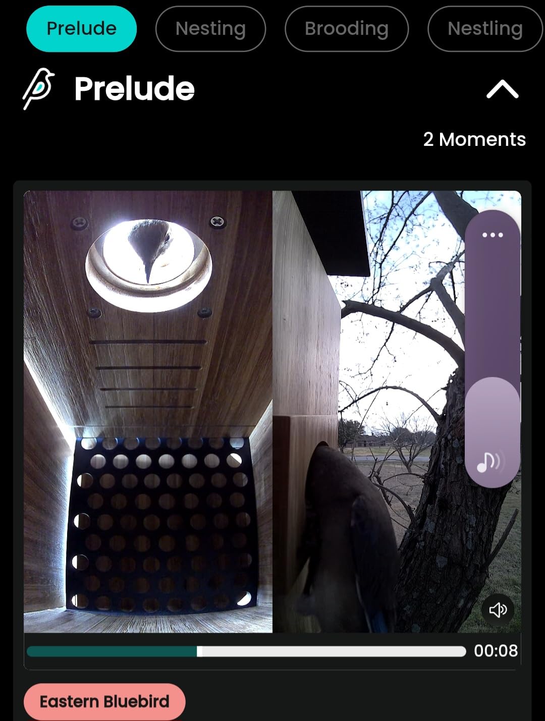 Birdfy Smart Bird House with Dual 1080P Cameras, Lifetime Free AI Bird ID | Solar Powered, Remote Control, Bamboo Bird Nest for Garden & Bird Lovers, Watch Robin Nesting Story in Realtime, DIY Gift customer photo 1