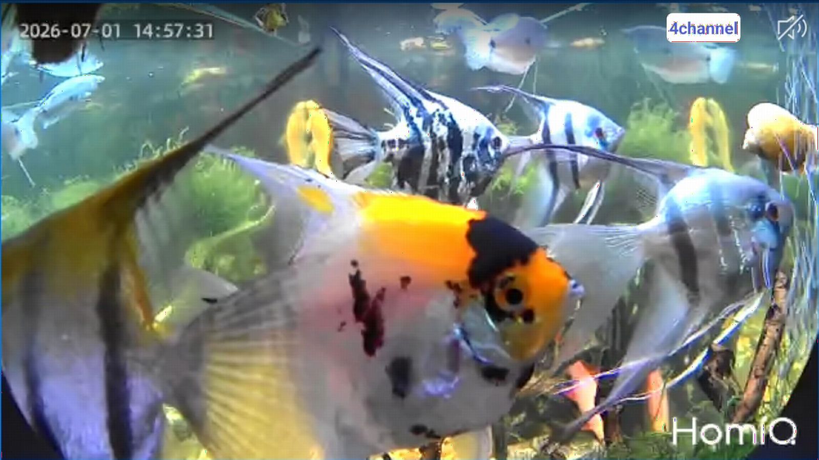 3MP 2K Aquarium & Terrarium Pet Camera.Install &Close-Focus Lens for Fish,Lizard, Reptile Pet and Window Bird Feeder,2.4GHz & 5GHz WiFi,Auto-Focus,24/7 Recording customer photo 1